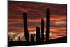 Sunset with Cactus, Baja California, Mexico-Christian Heeb-Mounted Photographic Print