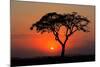 Sunset with Silhouetted African Acacia Tree, Amboseli National Park, Kenya-EcoPrint-Mounted Photographic Print