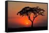 Sunset with Silhouetted African Acacia Tree, Amboseli National Park, Kenya-EcoPrint-Framed Stretched Canvas