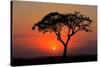 Sunset with Silhouetted African Acacia Tree, Amboseli National Park, Kenya-EcoPrint-Stretched Canvas