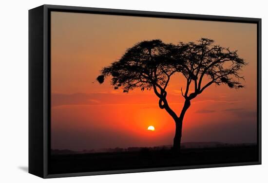 Sunset with Silhouetted African Acacia Tree, Amboseli National Park, Kenya-EcoPrint-Framed Stretched Canvas