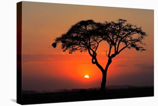 Sunset with Silhouetted African Acacia Tree, Amboseli National Park, Kenya-EcoPrint-Stretched Canvas