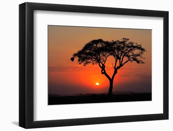 Sunset with Silhouetted African Acacia Tree, Amboseli National Park, Kenya-EcoPrint-Framed Photographic Print