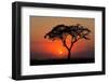 Sunset with Silhouetted African Acacia Tree, Amboseli National Park, Kenya-EcoPrint-Framed Photographic Print