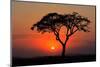 Sunset with Silhouetted African Acacia Tree, Amboseli National Park, Kenya-EcoPrint-Mounted Photographic Print