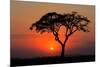 Sunset with Silhouetted African Acacia Tree, Amboseli National Park, Kenya-EcoPrint-Mounted Photographic Print