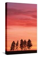 Sunset with Spruce Firs on Horizon-null-Stretched Canvas