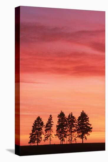 Sunset with Spruce Firs on Horizon-null-Stretched Canvas