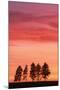 Sunset with Spruce Firs on Horizon-null-Mounted Photographic Print