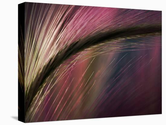 Sunset-Ursula Abresch-Stretched Canvas