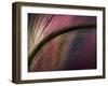 Sunset-Ursula Abresch-Framed Photographic Print