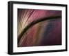 Sunset-Ursula Abresch-Framed Photographic Print