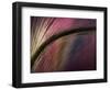 Sunset-Ursula Abresch-Framed Photographic Print