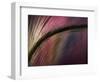 Sunset-Ursula Abresch-Framed Photographic Print