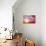 Sunset-frenta-Stretched Canvas displayed on a wall
