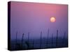 Sunsets Over the Fields, Ethiopia-Janis Miglavs-Stretched Canvas