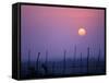 Sunsets Over the Fields, Ethiopia-Janis Miglavs-Framed Stretched Canvas
