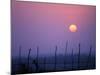 Sunsets Over the Fields, Ethiopia-Janis Miglavs-Mounted Photographic Print