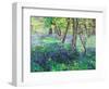 Sunshine and Bluebells-Sylvia Paul-Framed Giclee Print