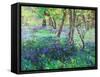 Sunshine and Bluebells-Sylvia Paul-Framed Stretched Canvas