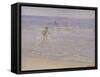 Sunshine at Skagen: Boys Swimming, 1892 (Study)-Peder Severin Kröyer-Framed Stretched Canvas