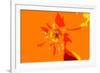 Sunshine Camouflage-Sarah O'Toole-Framed Giclee Print