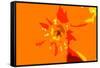 Sunshine Camouflage-Sarah O'Toole-Framed Stretched Canvas