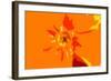 Sunshine Camouflage-Sarah O'Toole-Framed Giclee Print