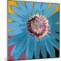 Sunshine Flower II-Leslie Bernsen-Mounted Art Print