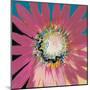Sunshine Flower III-Leslie Bernsen-Mounted Art Print