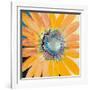 Sunshine Flower IV-Leslie Bernsen-Framed Art Print