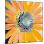 Sunshine Flower IV-Leslie Bernsen-Mounted Art Print