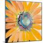 Sunshine Flower IV-Leslie Bernsen-Mounted Art Print