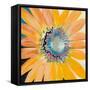 Sunshine Flower IV-Leslie Bernsen-Framed Stretched Canvas