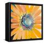 Sunshine Flower IV-Leslie Bernsen-Framed Stretched Canvas