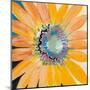 Sunshine Flower IV-Leslie Bernsen-Mounted Art Print