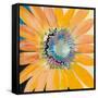 Sunshine Flower IV-Leslie Bernsen-Framed Stretched Canvas