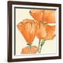 Sunshine Poppy III-Chris Paschke-Framed Art Print