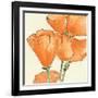 Sunshine Poppy III-Chris Paschke-Framed Art Print