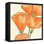 Sunshine Poppy III-Chris Paschke-Framed Stretched Canvas