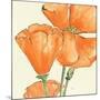Sunshine Poppy III-Chris Paschke-Mounted Art Print