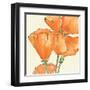 Sunshine Poppy III-Chris Paschke-Framed Art Print