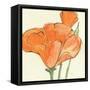 Sunshine Poppy IV-Chris Paschke-Framed Stretched Canvas