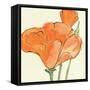 Sunshine Poppy IV-Chris Paschke-Framed Stretched Canvas