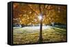 Sunshine Through a Fall Tree-Craig Tuttle-Framed Stretched Canvas