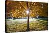 Sunshine Through a Fall Tree-Craig Tuttle-Stretched Canvas