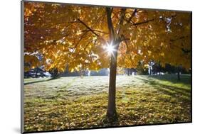 Sunshine Through a Fall Tree-Craig Tuttle-Mounted Photographic Print