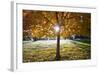 Sunshine Through a Fall Tree-Craig Tuttle-Framed Photographic Print