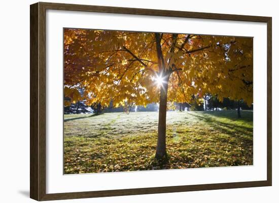 Sunshine Through a Fall Tree-Craig Tuttle-Framed Photographic Print