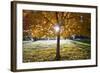 Sunshine Through a Fall Tree-Craig Tuttle-Framed Photographic Print